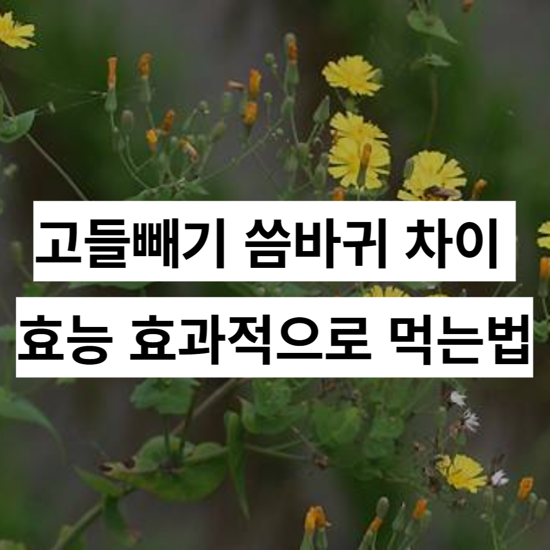 고들빼기 씀바귀 차이