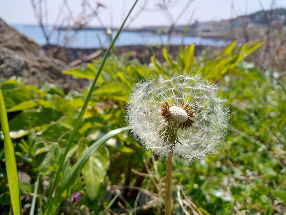 올레3B코스: 신산바닷가 민들레