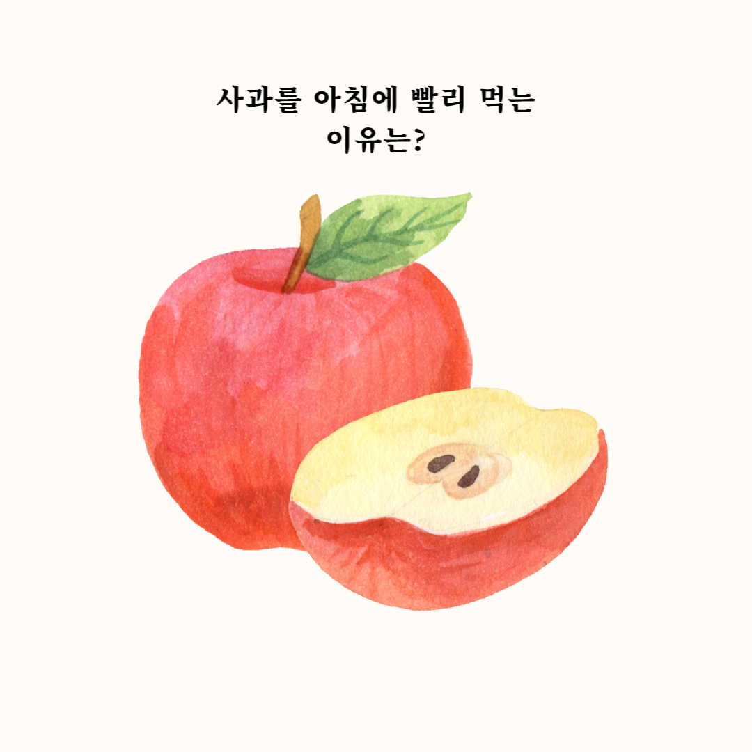  사과를 아침에 먹는 이유와 사과의 효능 5가지 소개
