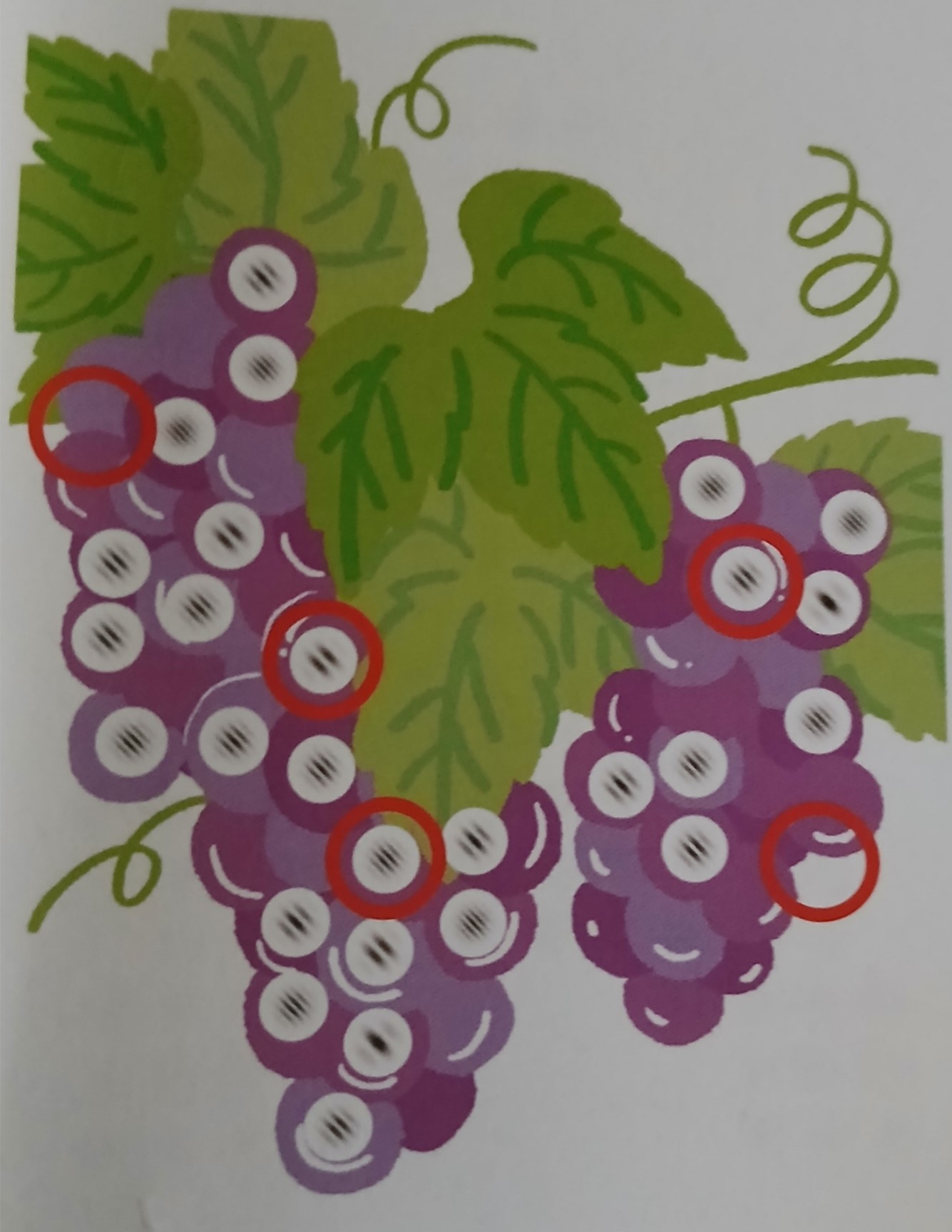 그림 맞추기, 포도