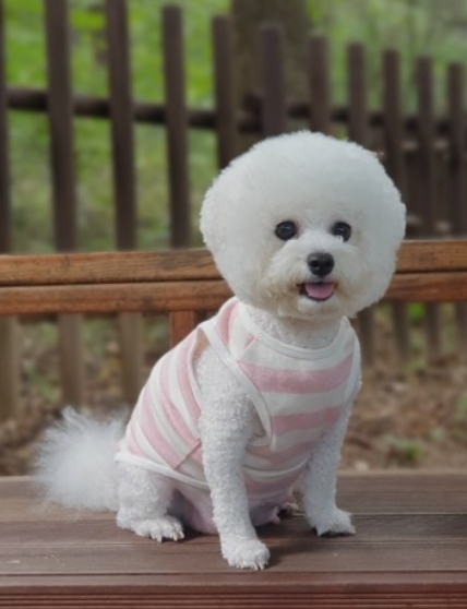  비숑 프리제 상세하게 알아보기