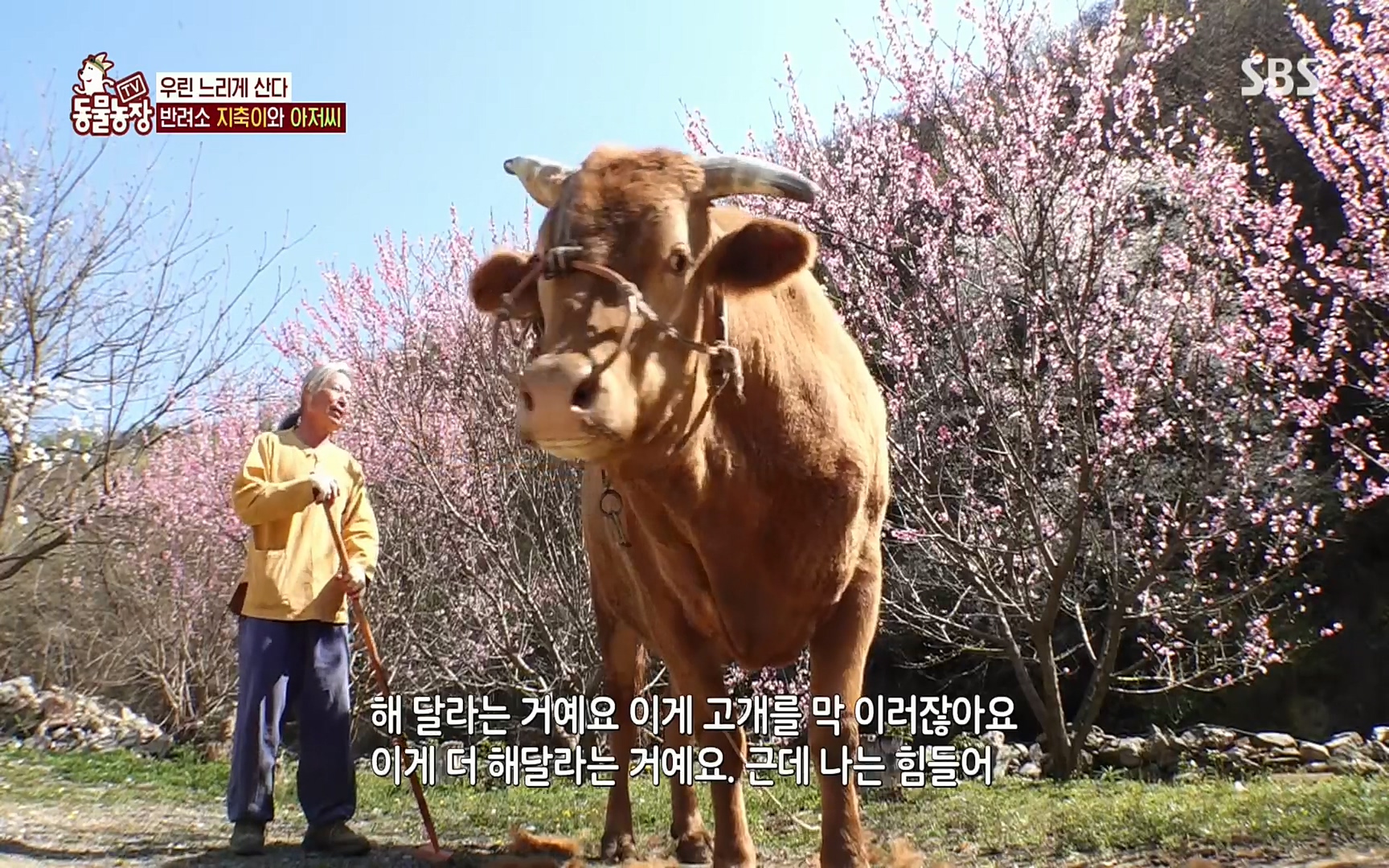 TV 동물농장.E1074.220619p.H264-F1RST.mp4_20220619_181217.783.jpg