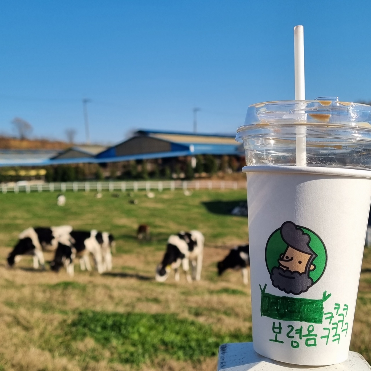  젖소를 눈 앞에서 볼 수 있는 카페가 있다? 가족 여행지로 추천하는 보령 우유창고!