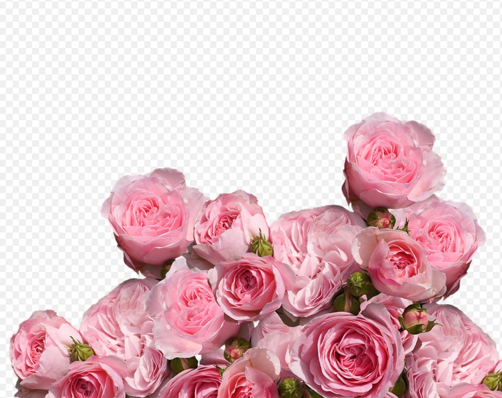 분홍 장미 꽃다발
