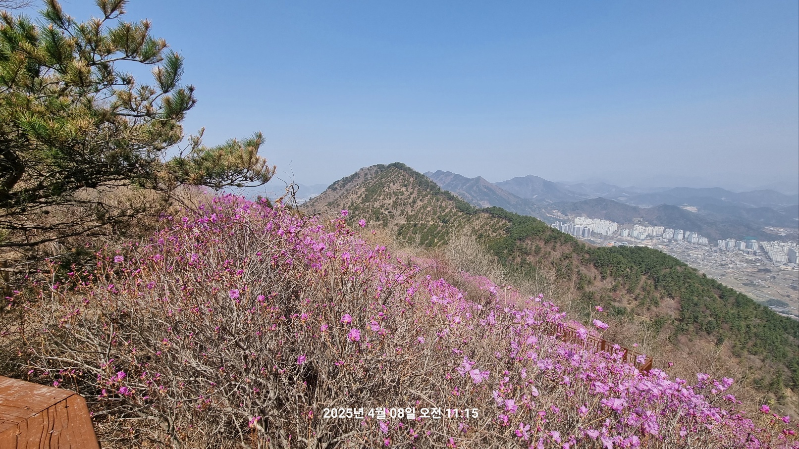천주산 진달래19