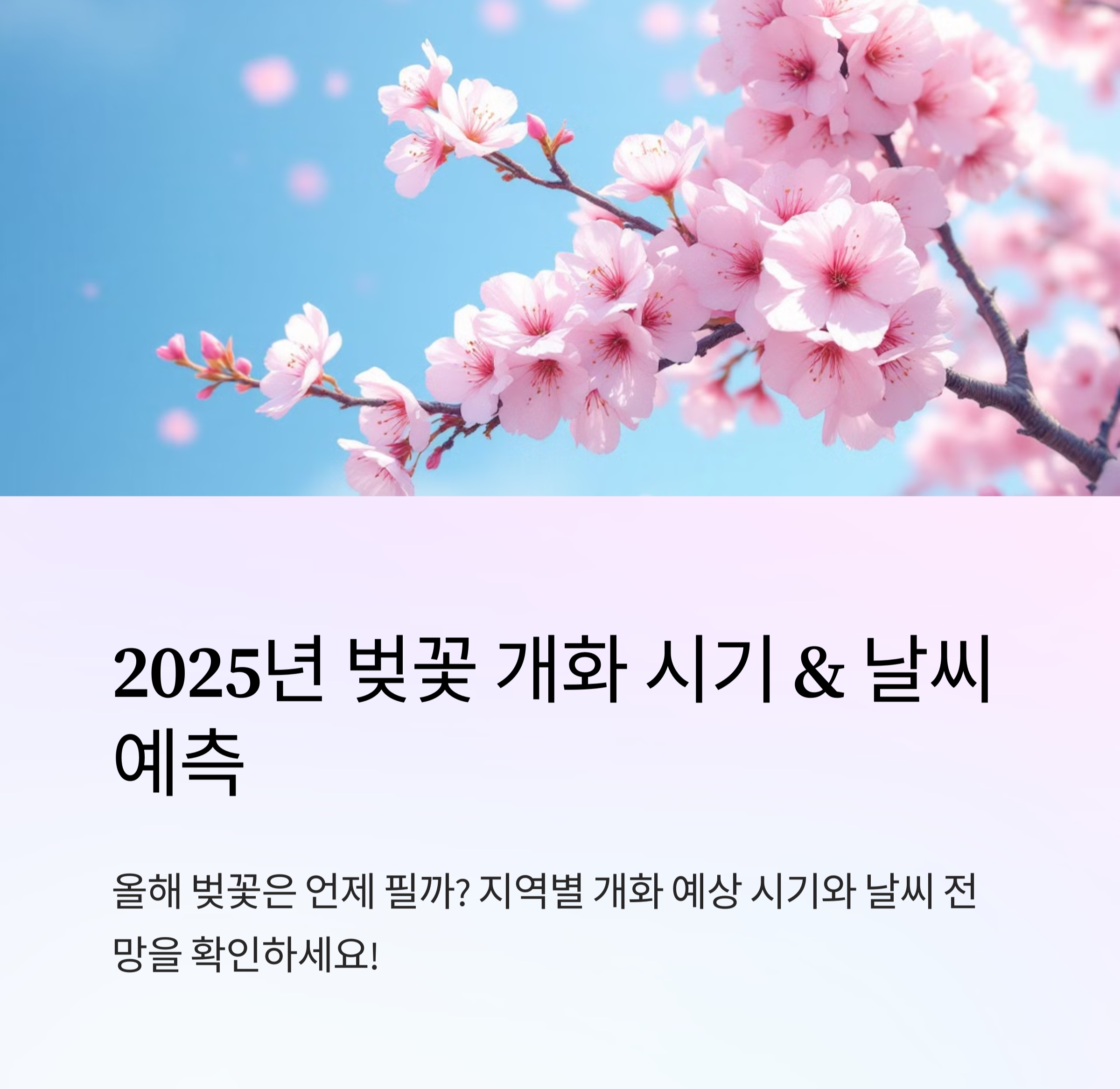 2025년 벚꽃 개화 시기 &amp; 날씨 예측