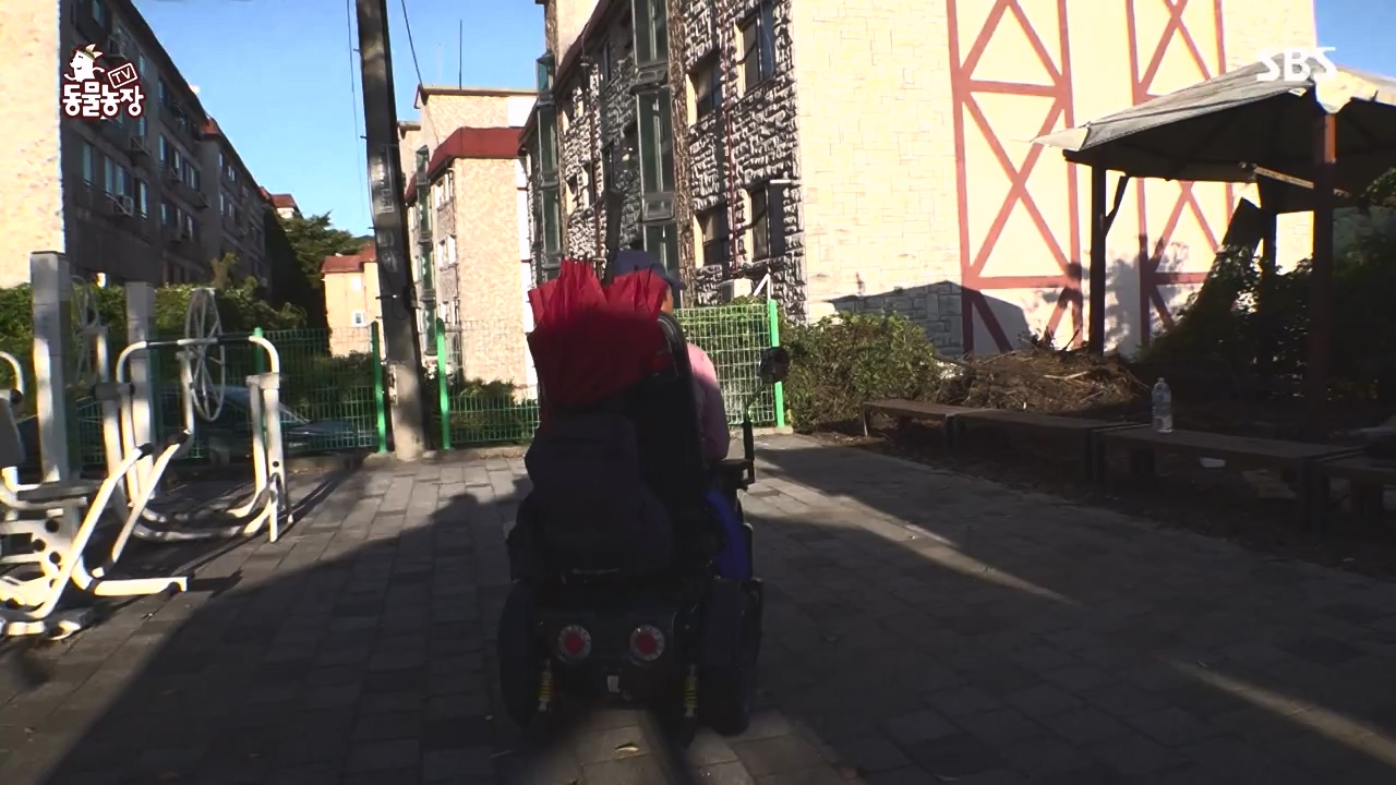 TV 동물농장.E1144.231106p-NEXT.mp4_20231105_175954.828.jpg