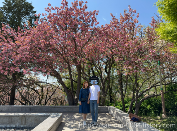 화려하고 풍성한 겹벚꽃나무와 함께