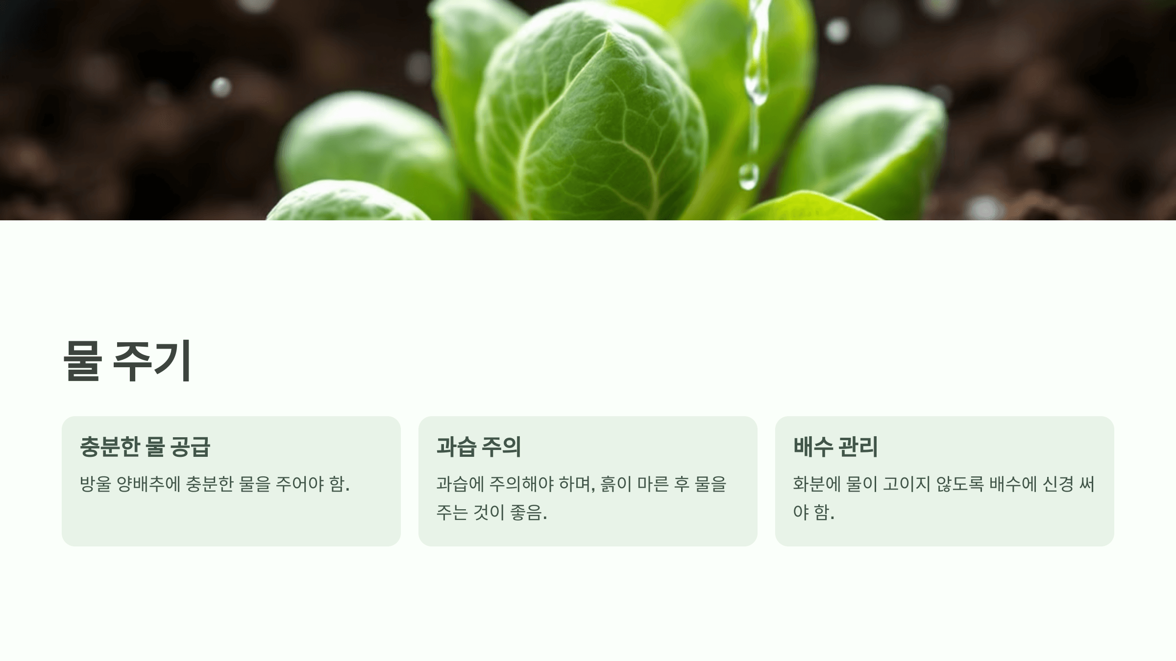 방울양배추 사진입니다.