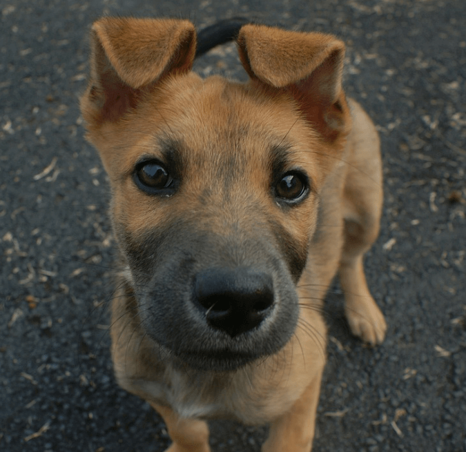 강아지 귓병증상과 치료비
