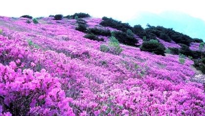 [6월 축제]제21회 양산 천성산 철쭉제❘기간, 일정, 프로그램 정리