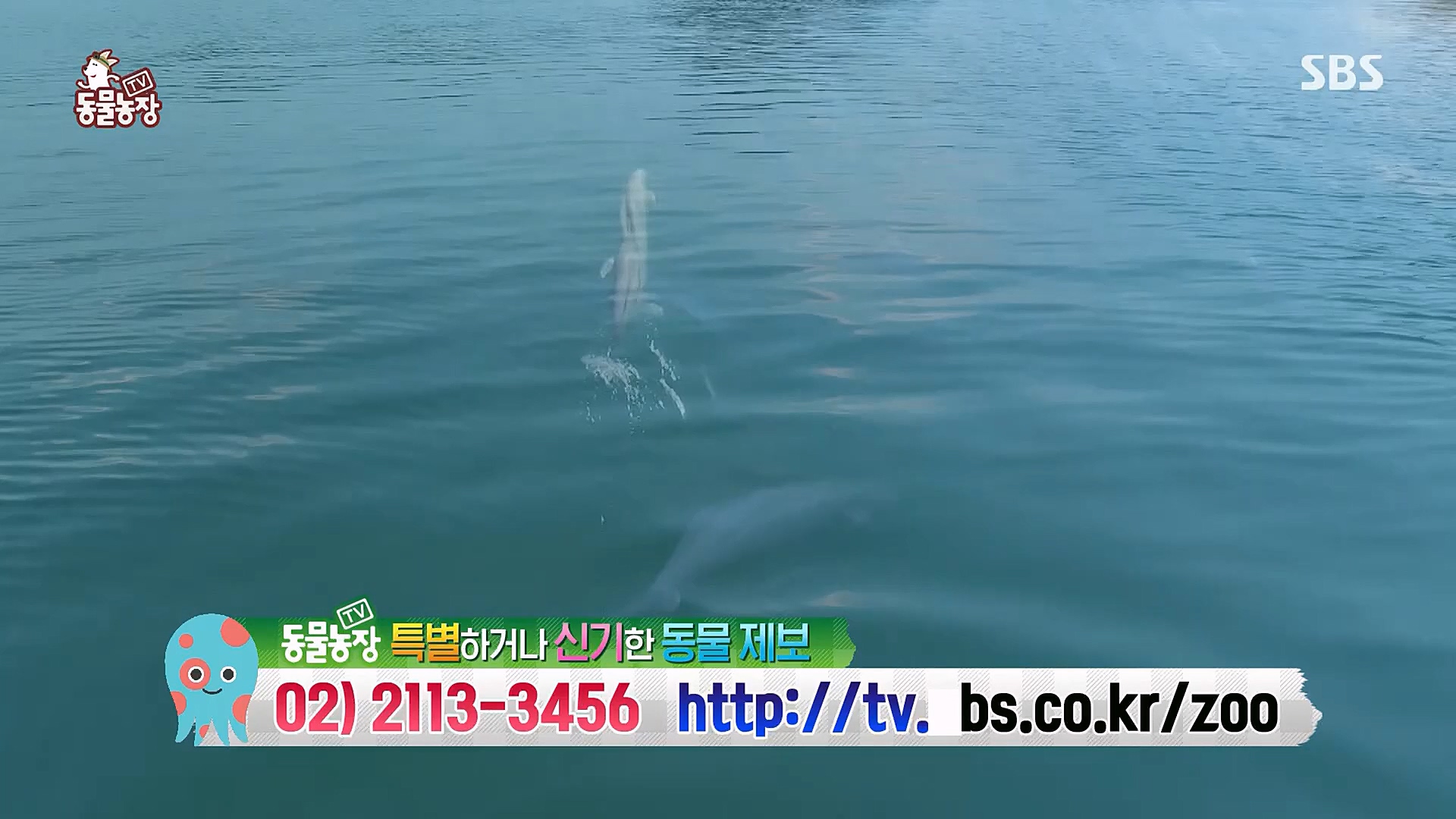 TV 동물농장.E1111.230312p.H264-F1RST.mp4_20230312_180009.775.jpg