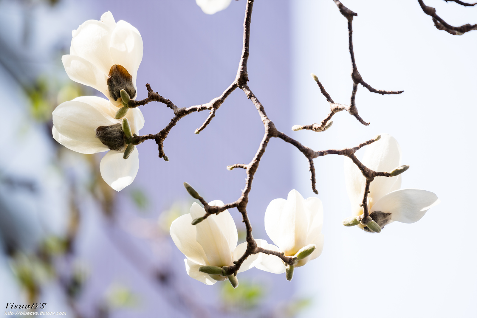 화려한 목련.. 19