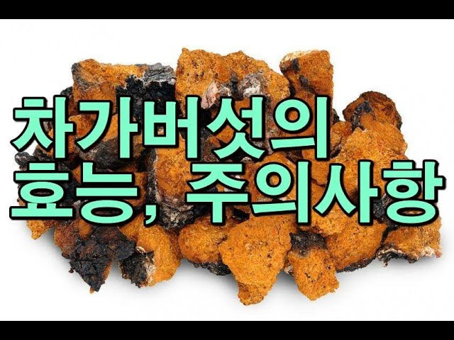 차가버섯의 효능, 주의사항