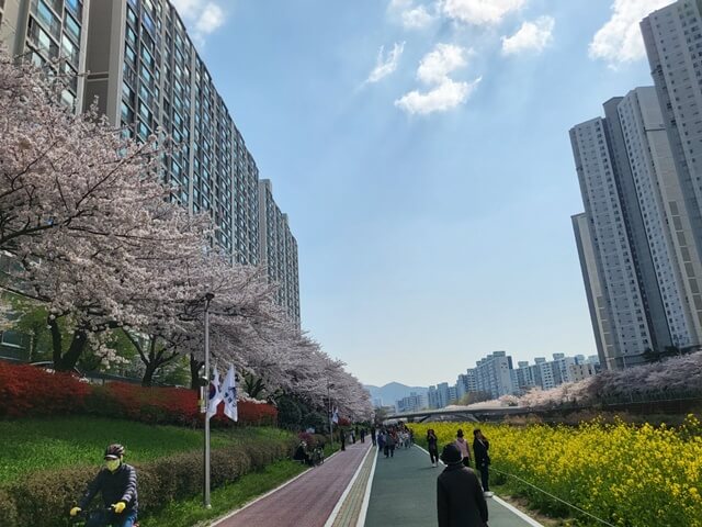 동래역에 주차 후 온천천 산책로를 따라 걷기