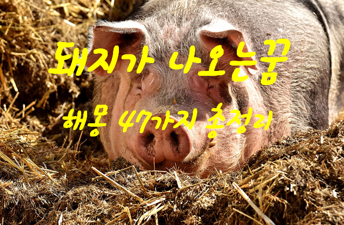  돼지꿈 해몽 47가지 총정리