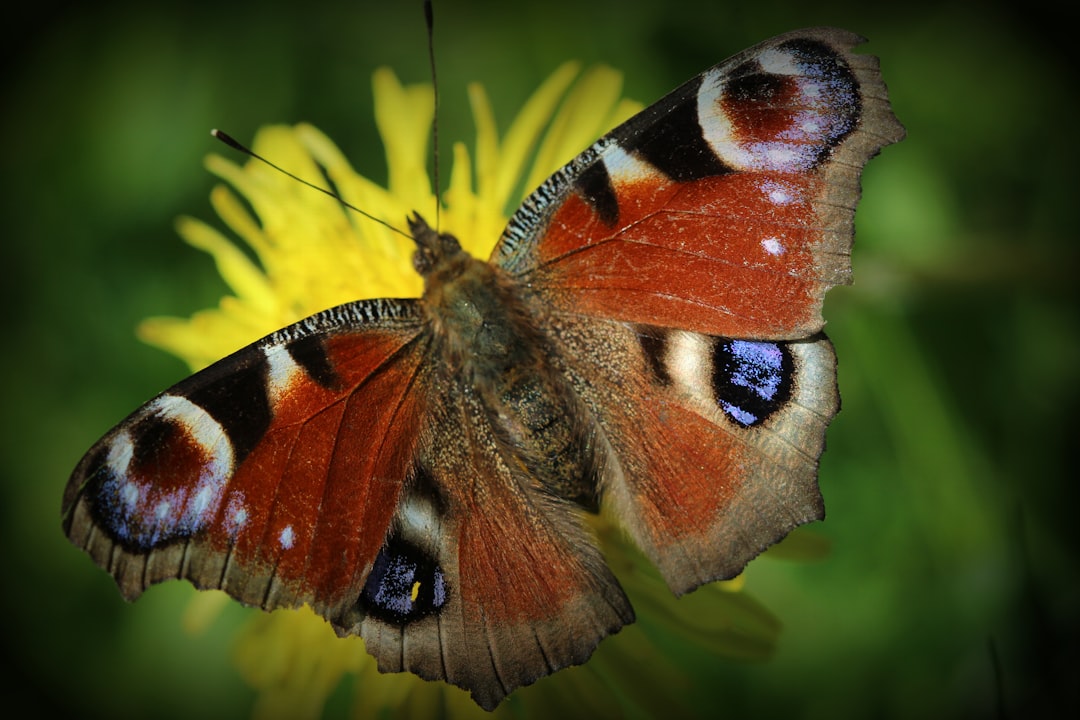 Biodiversity
