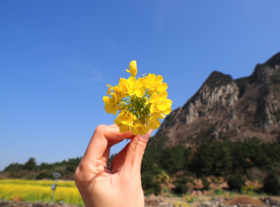 오늘 24도 가볍게 입으세요 2월 제주도 날씨 26