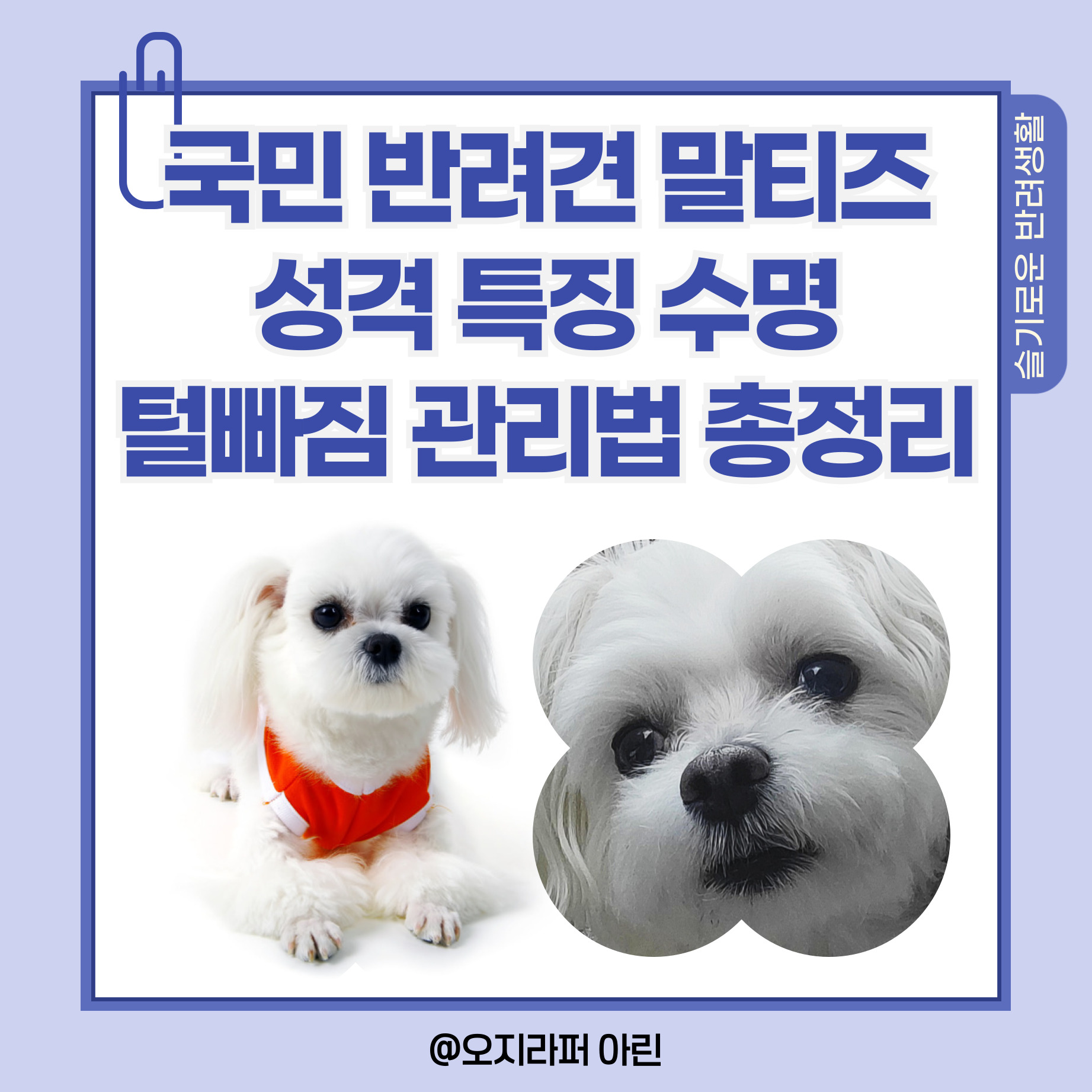국민-반려견-말티즈-성격-특징-수명-털빠짐-관리법-총정리-썸네일