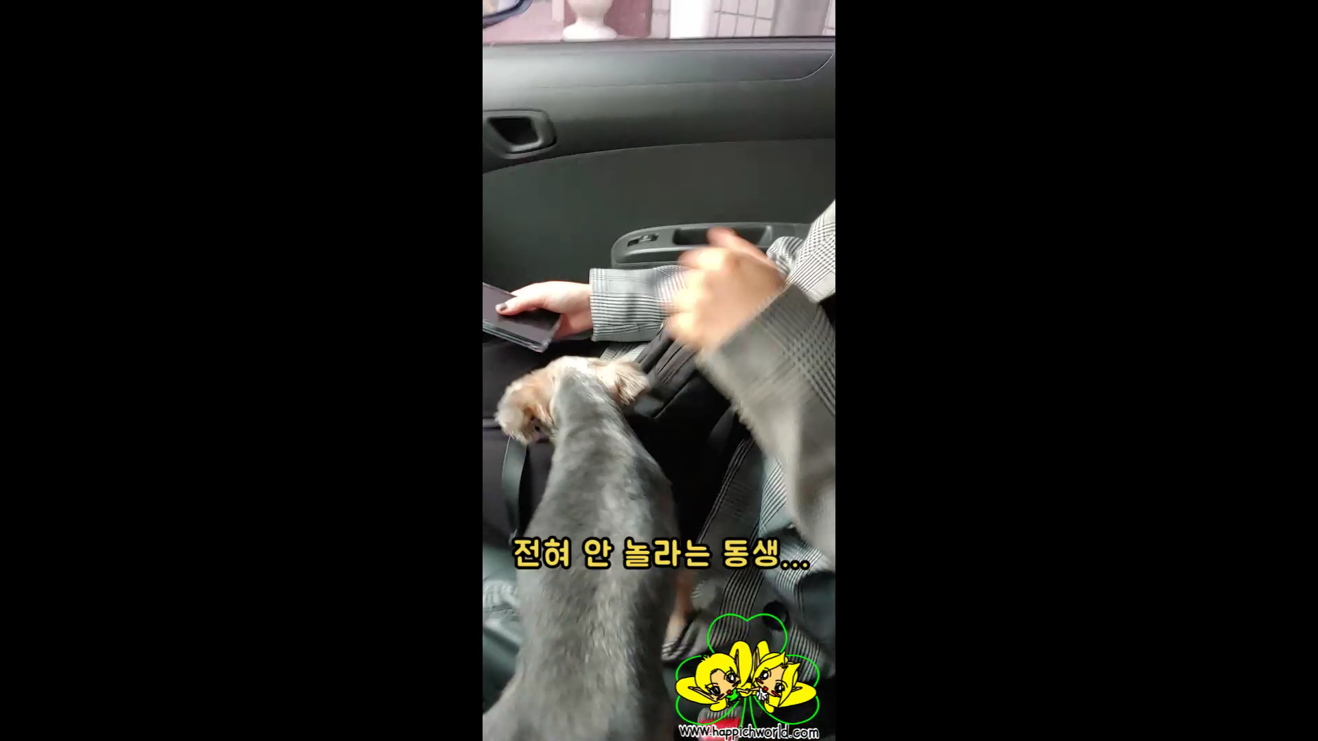  [글적글적][201001] 해피치의 깜짝 카메라 시도~~//(동영상)
