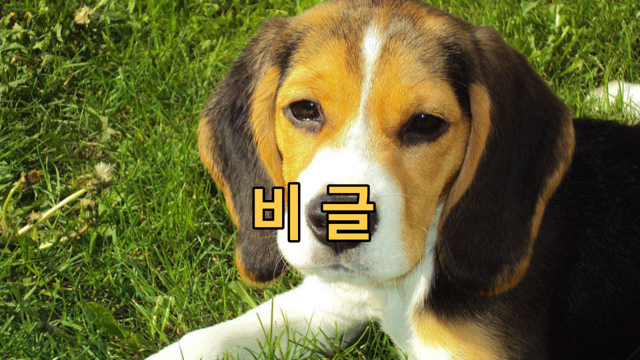  비글 모험심과 호기심으로 가득한 애정많은 애완동물