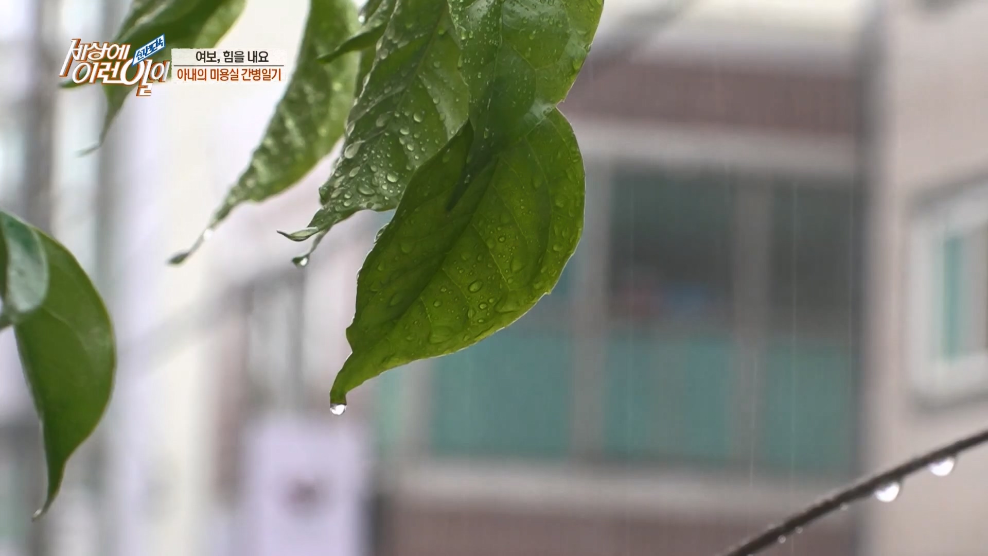 순간포착 세상에 이런일이.E1227.230425p.H264-F1RST.mp4_20230426_194356.650.jpg