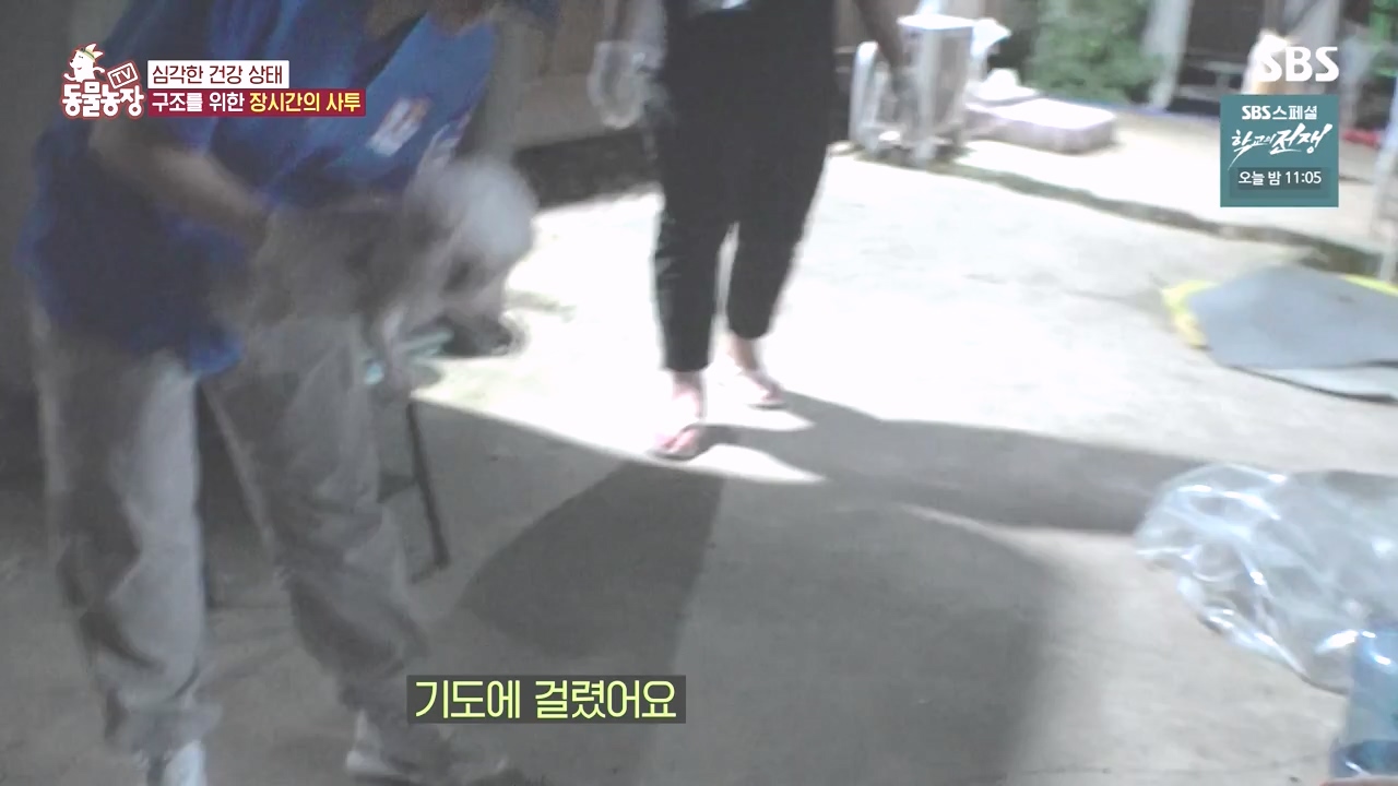 TV 동물농장.E1142.231023p-NEXT.mp4_20231022_174013.042.jpg