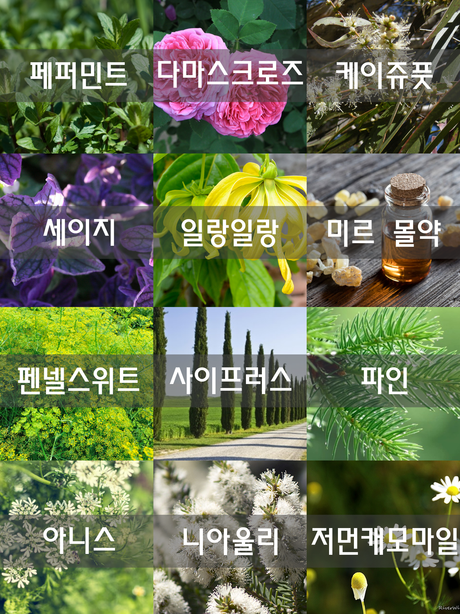  호르몬을 조절하는 에센셜 오일들