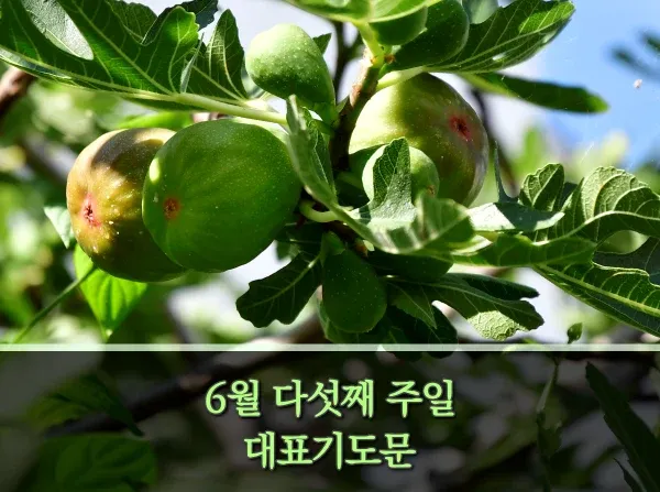 6월 넷째주 주일 대표 기도문 모음_6