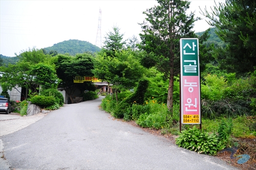 아침고요수목원 수국축제