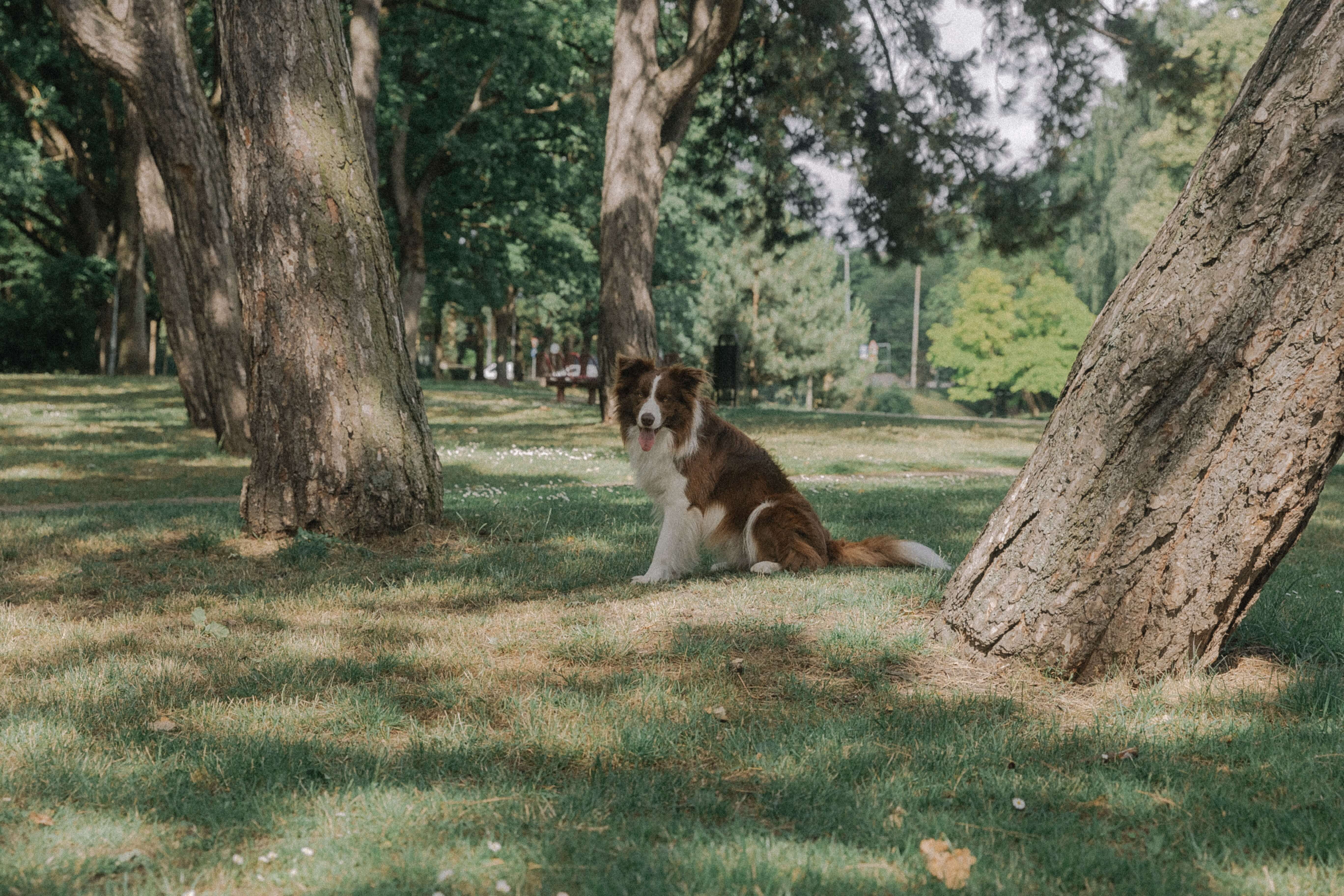 잔디밭에 앉아있는 강아지