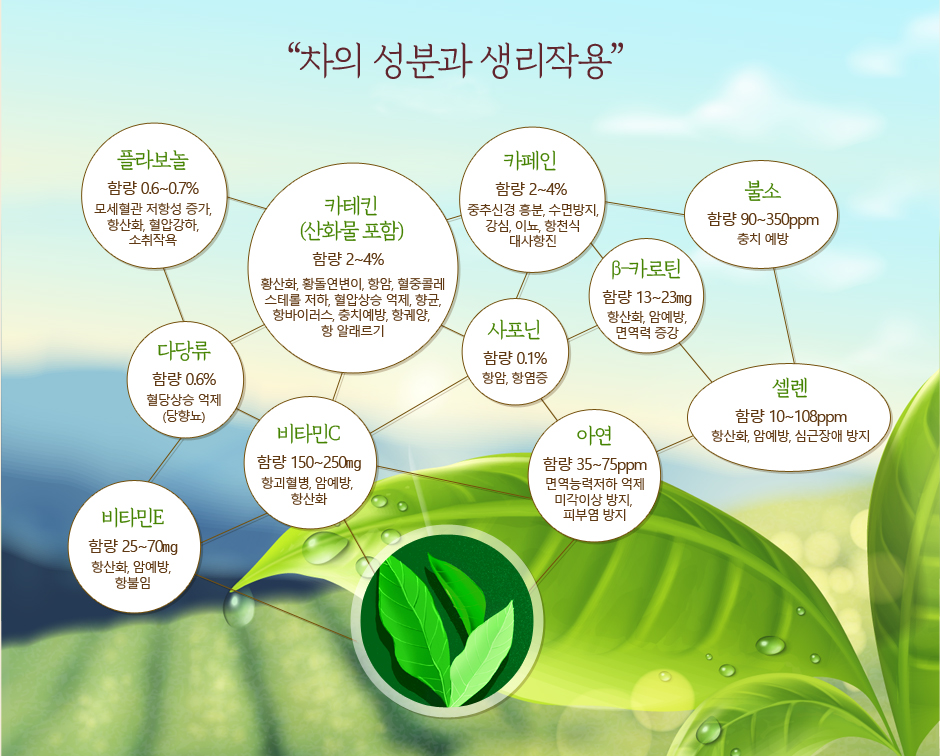  [차이야기] 차의 성분과 효능,커피 카페인과 차 카페인의 차이