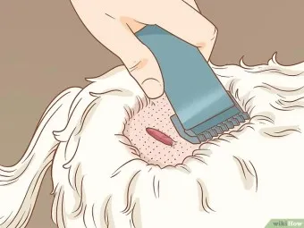 강아지 쥐젖 사마귀 지방종 증상 치료법_5