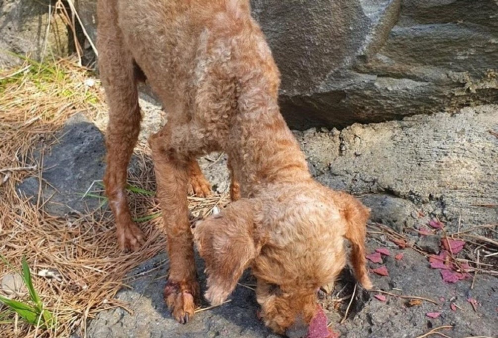  제주도 생매장 반려견, 푸들 강아지 산 채로 입과 코만 내민 채 땅 속에... 허재문 씨 변준혁 씨가 발견해서 신고. 범인 견주 자수