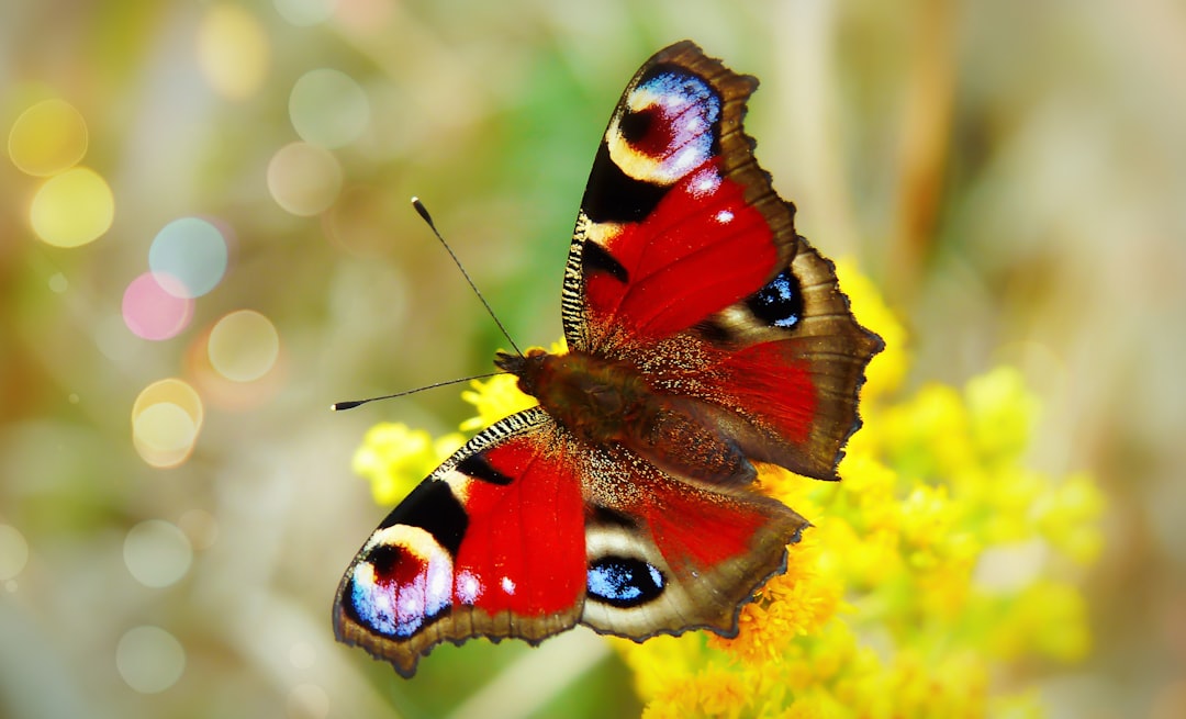 Butterfly.
