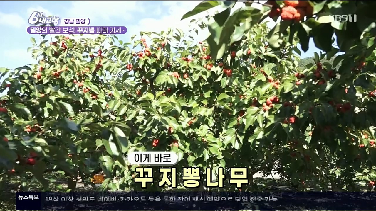 6시 내고향.E7640.221019p.H264-F1RST.mp4_20221020_164026.410.jpg