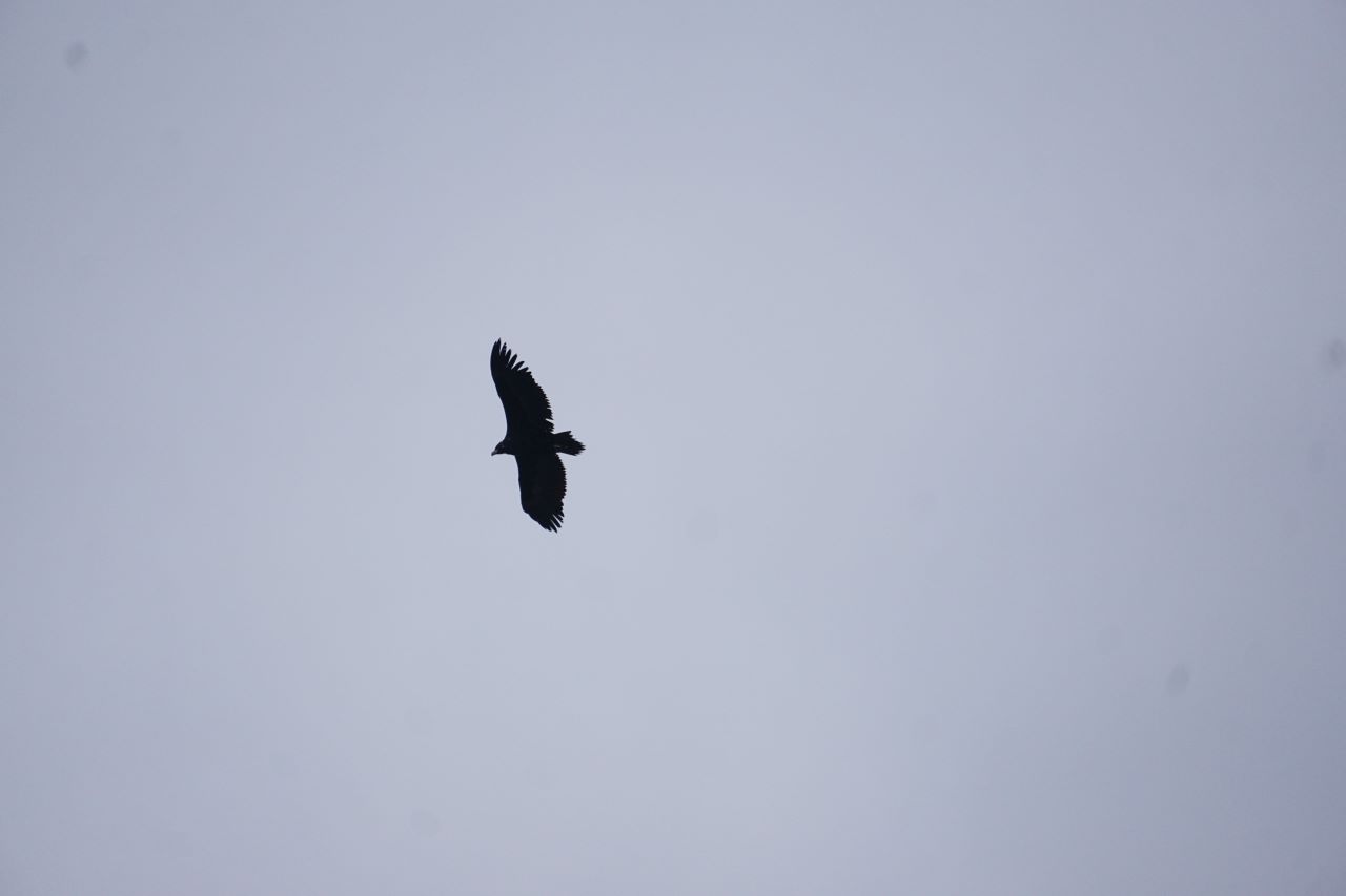 맹금류, 높이 떠 검게 보이는 양 날개를 활짝 편 활강 모습, 왼쪽으로 이동 중, 푸른 하늘,