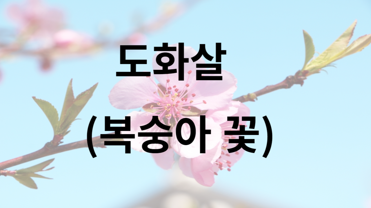 도화살(복숭아 꽃)