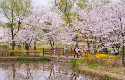 서울-벚꽃-명소-용산가족공원