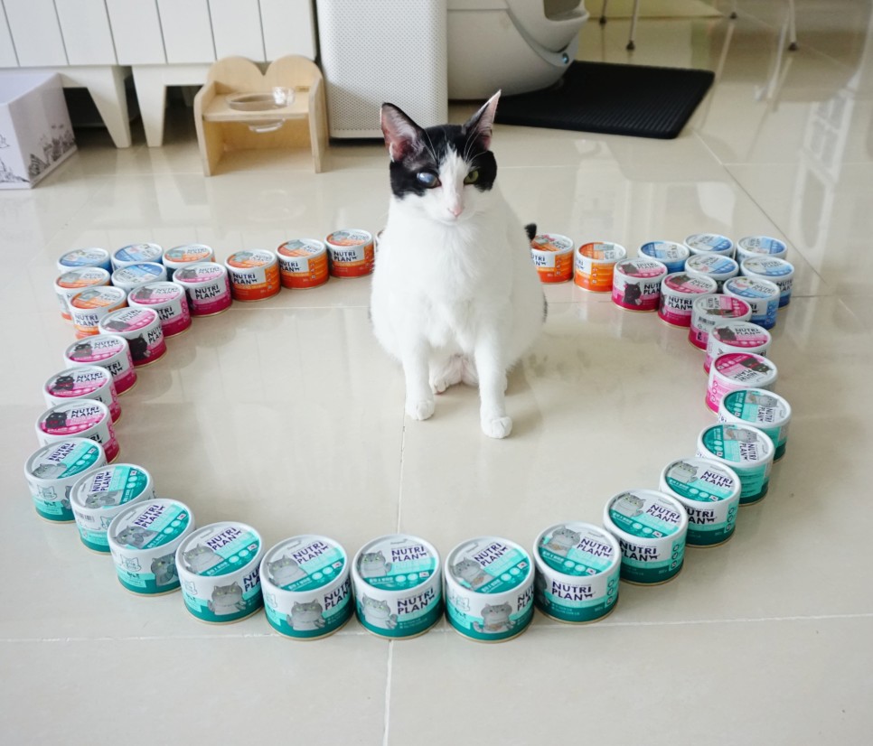 구냥이 고양이캔으로 네 건강관리해요 15