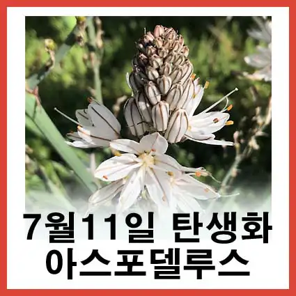 샐러피 이미지