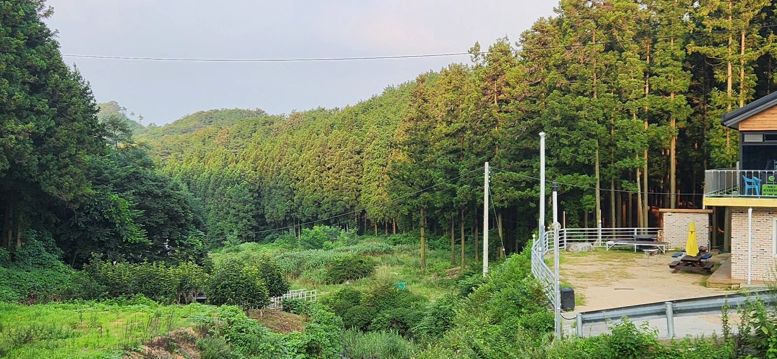 축령산 금빛휴양타운을 둘러싼 편백숲