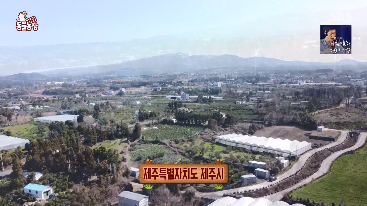 TV 동물농장.E1168.240422p-NEXT.mp4_20240421_170941.256.jpg