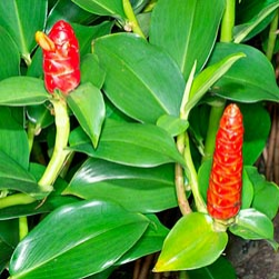  코스터스 (COSTUS) 효능 및 부작용, 섭취법 알고 가세요.