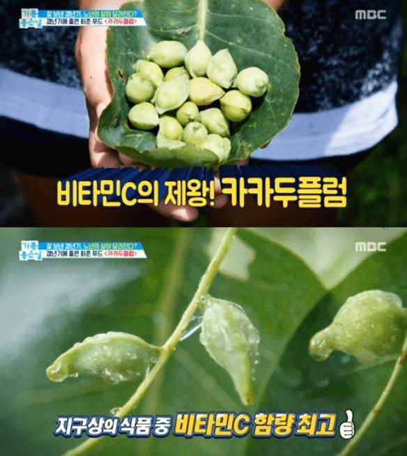  카카두플럼 효능 200% 활용법