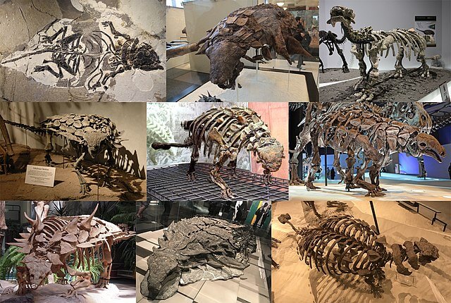 Collage of nine ankylosaurs. From top left to right: Liaoningosaurus&#44; Edmontonia&#44; Tianzhenosaurus&#44; Gargoyleosaurus&#44; Scolosaurus&#44; Denversaurus&#44; Gastonia&#44; Borealopelta and Akainacephalus. These files are already on Commons with their respective licenses. This montage was made for the article Ankylosauria on Wikipedia. File:Liaoningosaurus-Beijing Museum of Natural History.jpg File:Edmontonia American Museum of Natural History.jpg File:Tianzhenosaurus.jpg File:Gargoyleosaurus.png File:Euoplocephalus-tutus-1.jpg File:Denversaurus in Houston Museum.jpg File:Skelett von Gastonia.JPG File:Nodosaur.jpg File:Akainacephalus skeleton.jpg