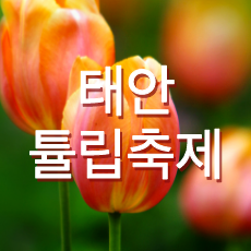 태안튤립축제 글 썸네일