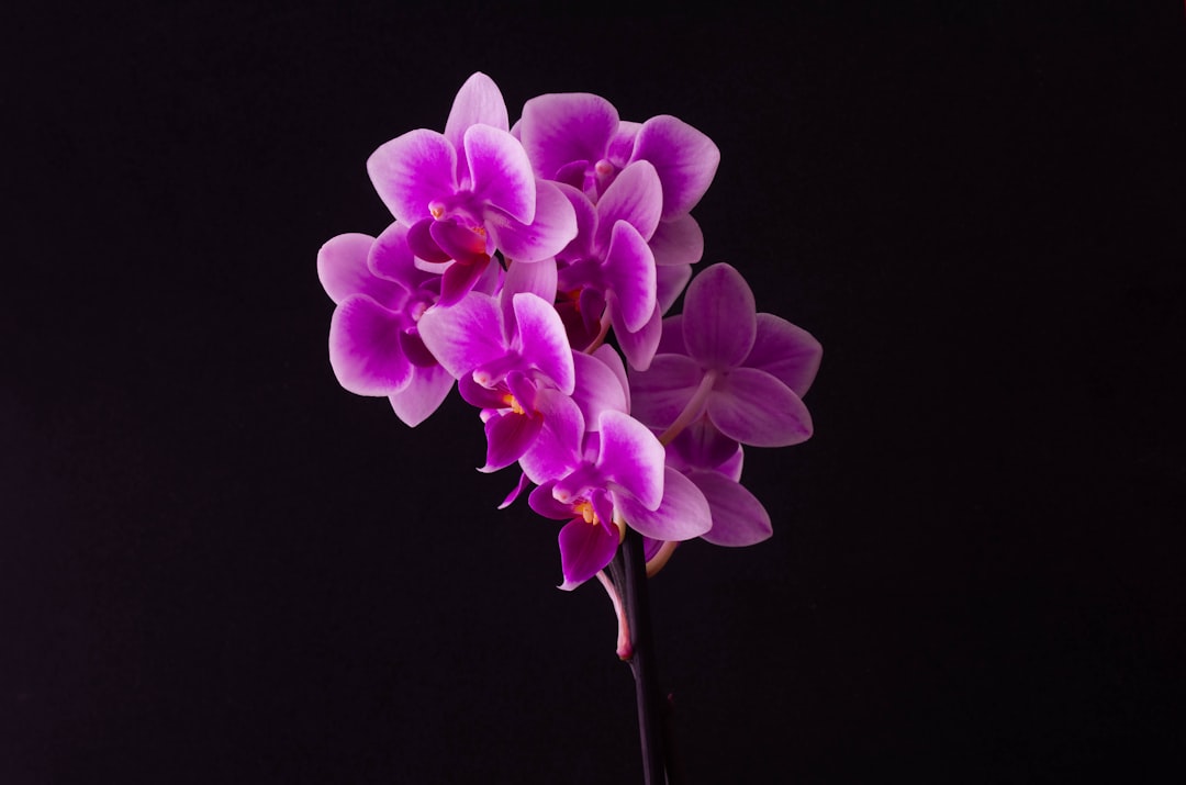 Orchid