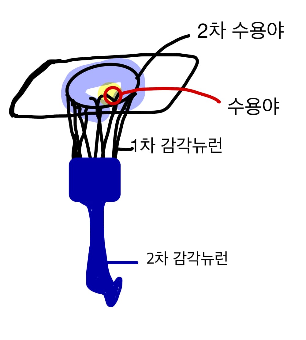  피부 감각