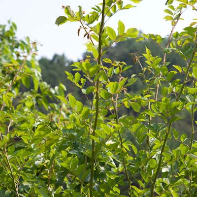 인삼-효능-먹는방법-부작용